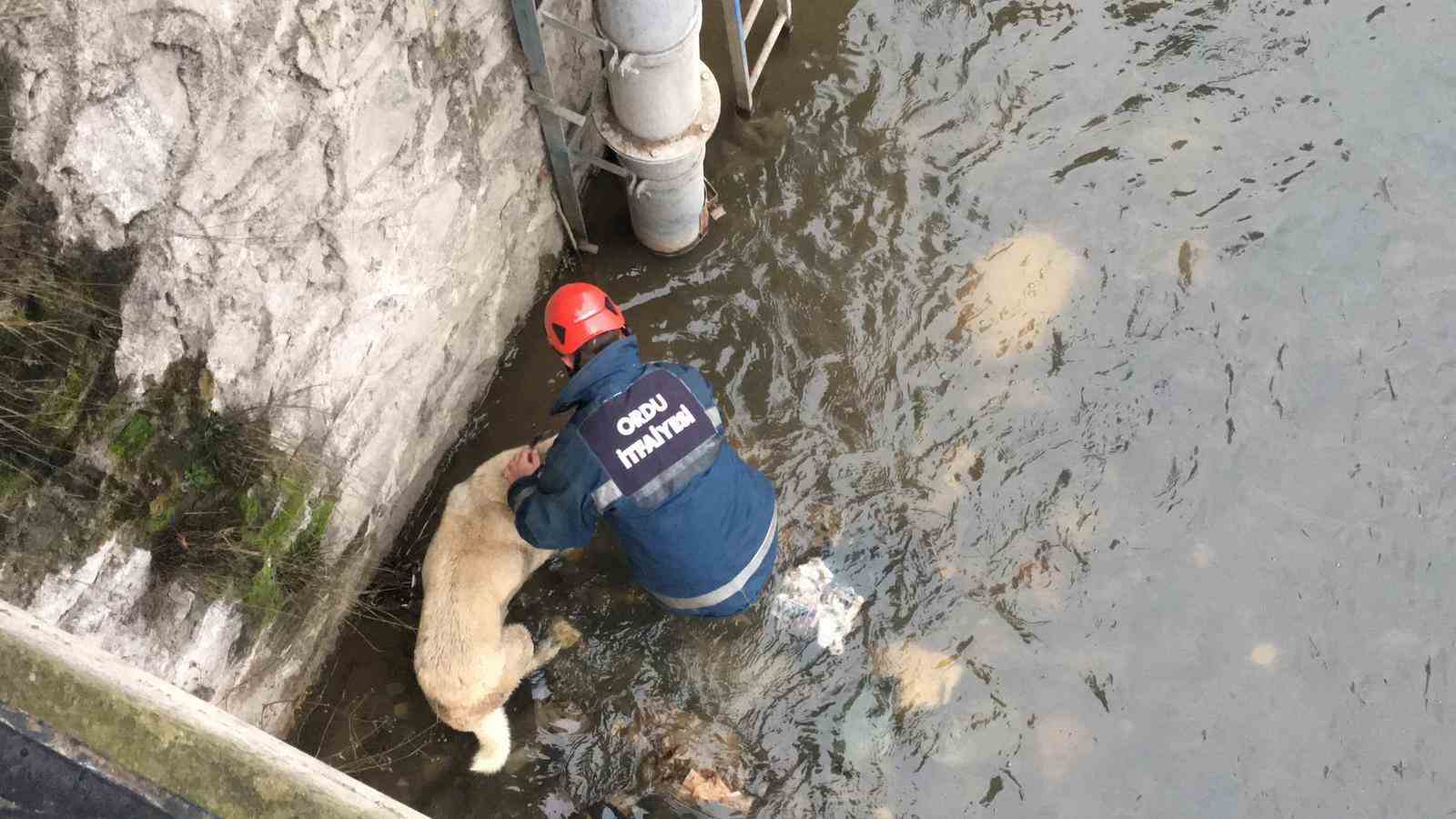 BUZ GİBİ SUDA MAHSUR KALAN ÇOBAN KÖPEĞİNİ İTFAİYE EKİPLERİ KURTARDI